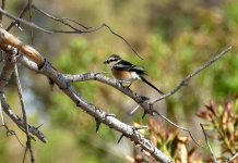 A Masked Shrike No.1..jpg