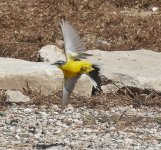 A Dombrowskii flying Yellow Wagtail, Paphos April'15.jpg