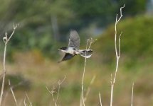 A Paphos Sardinian Warbler flying, no. 5..jpg