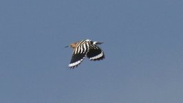 A Hoopoe downward wingbeat..jpg