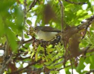 A Bonelli's Warbler no.3. Paphos April'15.jpg