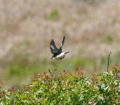 A flying Woodchat Shrike no.2. Paphos April'15.jpg