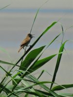 2015.05.11 Great Reed Warbler.jpg