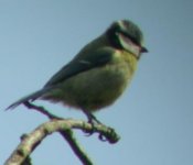 bluetit.jpg