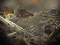 oarepipit 003.jpg