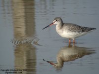 spotshank5alw.jpg