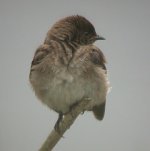 020720 northern rough-winged swallow 0008.jpg