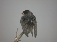 020720 barn swallow 0006.jpg