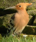 Hoopoe300x350pix.jpg