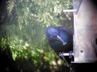 EE041604cgrackle.jpg