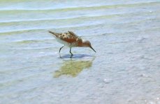 western sandpiper.JPG