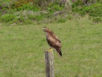 red tailed hawk.jpg