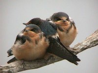 020720 barn swallow 0547.jpg