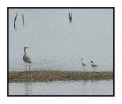 040411-avocets.jpg