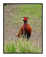 040411-pheasant.jpg