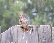 nubian woodpecker.jpg