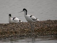 Avocet 1006.jpg