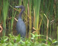 020720 little blue heron 0538.jpg