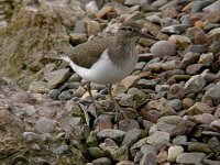 Common Sandpiper 1038.jpg