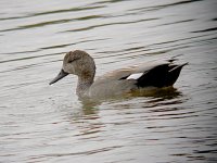 Gadwall 1060.jpg