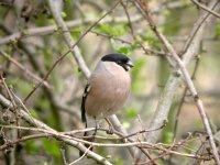 bullfinch 1086.jpg