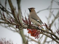 Dscn7625WaxwingwebStockport1141203.jpg