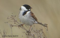 reed bunting 3  b-forum comp.jpg