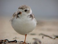020720 piping plover adult 0163.jpg