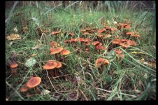 fungi102.jpg