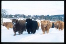 Heifers Snow.jpg