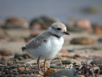 020720 piping plover old chick 0220.jpg