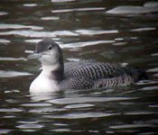 Great-Northern-Diver4.jpg