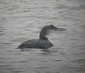 Great-Northern-Diver8.jpg