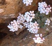 wildflower in Troodos.jpg