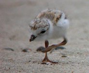 020720 piping plover young chick 0012.jpg
