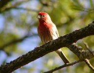 0416male finch.jpg