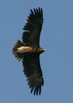 Eagle_5_copy.jpg