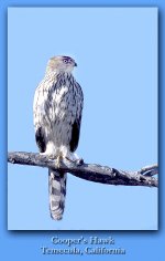 Cooper's-Hawk3.jpg