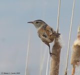 marsh wren #2 136_3652_filtered copy.jpg