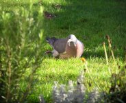 PC210739pigeon.jpg