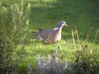 PC210740pigeon.jpg