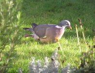 PC210741pigeon.jpg