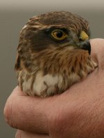 Sparrowhawk 1.jpg