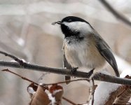 chickadee_0314b.jpg