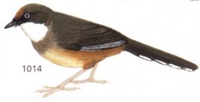 laughing thrush.jpg