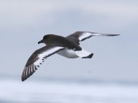 Antarctic Petrel 09.jpg