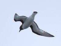 Antarctic Petrel 11.jpg