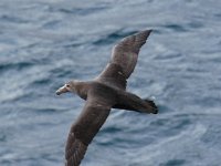 Southern Giant Petrel 02.jpg