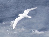 Snow Petrel 06.jpg