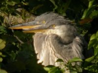 Young Herons in nest.JPG